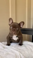Timmy, a male French Bulldog for sale in Arcadia, CA – 4 of 10
