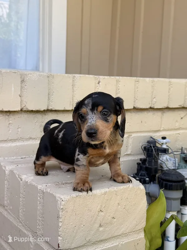 💙Black Dapple Male Short Haired Dachshund – Miniature Dachshund puppy for sale in Arcadia, CA