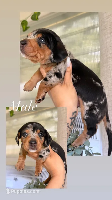 💙Black Dapple Male Short Haired Dachshund – Miniature Dachshund puppy for sale in Arcadia, CA