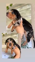 💙Black Dapple Male Short Haired Dachshund, a male Miniature Dachshund for sale in Arcadia, CA – Photo 1 of 3