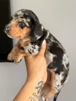💙Black Dapple Male Short Haired Dachshund, a male Miniature Dachshund for sale in Arcadia, CA – Photo 3 of 3