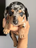 💙Black Dapple Male Short Haired Dachshund, a male Miniature Dachshund for sale in Arcadia, CA – Photo 2 of 3