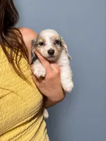 Milo, a male Miniature Dachshund for sale in Arcadia, CA – 3 of 3