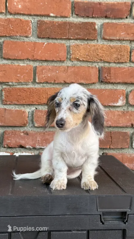 🩷Pied Dapple Female Long Haired Dachshund – Miniature Dachshund puppy for sale in Arcadia, CA