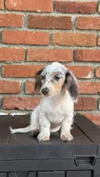 🩷Pied Dapple Female Long Haired Dachshund, a female Miniature Dachshund for sale in Arcadia, CA – 1 of 3