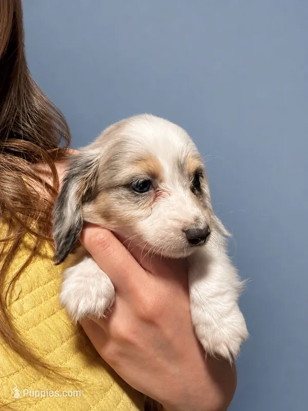 Milo – Miniature Dachshund puppy for sale in Arcadia, CA