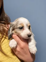 Milo, a male Miniature Dachshund for sale in Arcadia, CA – 1 of 3