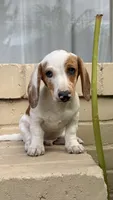 Red Piebald Male Short Haired Dachshund , a male Miniature Dachshund for sale in Arcadia, CA – 2 of 4
