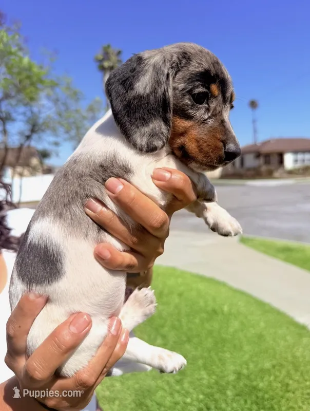 💙Pied Dapple Male Short Haired Dachshund – Miniature Dachshund puppy for sale in Arcadia, CA