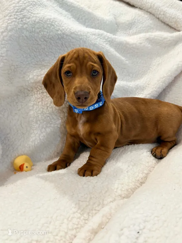 💙Rust Dapple Male Short Haired Dachshund, a male Miniature Dachshund for sale in Arcadia, CA – Photo 1 of 1