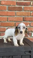 🩷Pied Dapple Female Long Haired Dachshund, a female Miniature Dachshund for sale in Arcadia, CA – 2 of 2