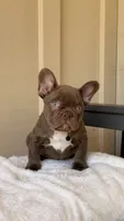 Timmy, a male French Bulldog for sale in Arcadia, CA – 8 of 10