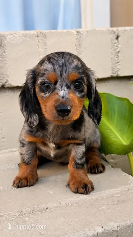 💙Silver Dapple Male Long Haired Dachshund – Miniature Dachshund puppy for sale in Arcadia, CA