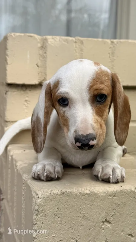 Red Piebald Male Short Haired Dachshund  – Miniature Dachshund puppy for sale in Arcadia, CA