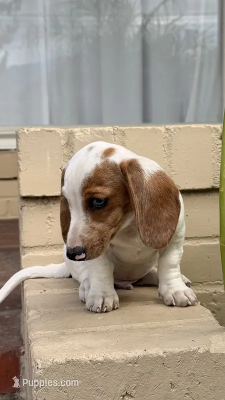 Red Piebald Male Short Haired Dachshund  – Miniature Dachshund puppy for sale in Arcadia, CA