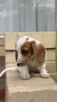 Red Piebald Male Short Haired Dachshund , a male Miniature Dachshund for sale in Arcadia, CA – 3 of 4