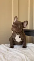 Timmy, a male French Bulldog for sale in Arcadia, CA – 7 of 10