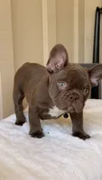 Timmy, a male French Bulldog for sale in Arcadia, CA – 6 of 10