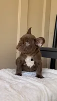Timmy, a male French Bulldog for sale in Arcadia, CA – 3 of 10