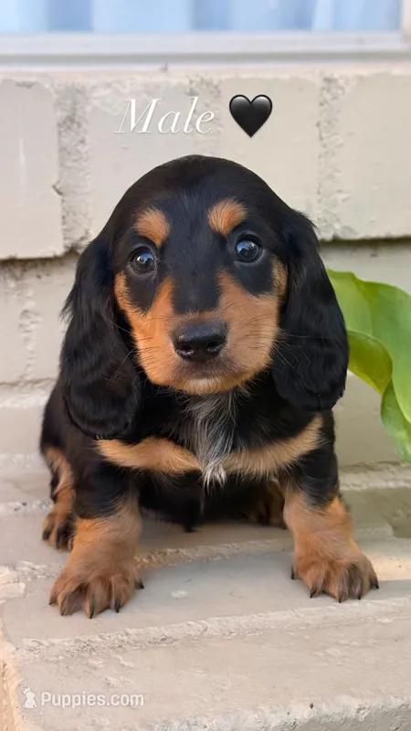 💙Black & Tan Male Long Haired Dachshund – Miniature Dachshund puppy for sale in Arcadia, CA