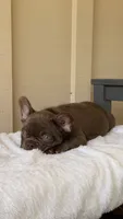 Timmy, a male French Bulldog for sale in Arcadia, CA – 9 of 10