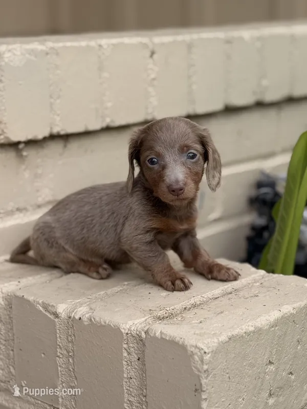  🩷 Isabella Female Long Haired Dachshund – Miniature Dachshund puppy for sale in Arcadia, CA