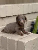  🩷 Isabella Female Long Haired Dachshund, a female Miniature Dachshund for sale in Arcadia, CA – Photo 1 of 7