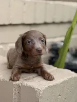  🩷 Isabella Female Long Haired Dachshund, a female Miniature Dachshund for sale in Arcadia, CA – Photo 3 of 7