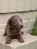  🩷 Isabella Female Long Haired Dachshund, a female Miniature Dachshund for sale in Arcadia, CA – Photo 4 of 7