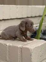  🩷 Isabella Female Long Haired Dachshund, a female Miniature Dachshund for sale in Arcadia, CA – Photo 2 of 7