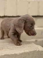  🩷 Isabella Female Long Haired Dachshund, a female Miniature Dachshund for sale in Arcadia, CA – Photo 6 of 7