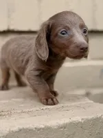  🩷 Isabella Female Long Haired Dachshund, a female Miniature Dachshund for sale in Arcadia, CA – Photo 7 of 7
