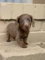  🩷 Isabella Female Long Haired Dachshund, a female Miniature Dachshund for sale in Arcadia, CA – Photo 5 of 7