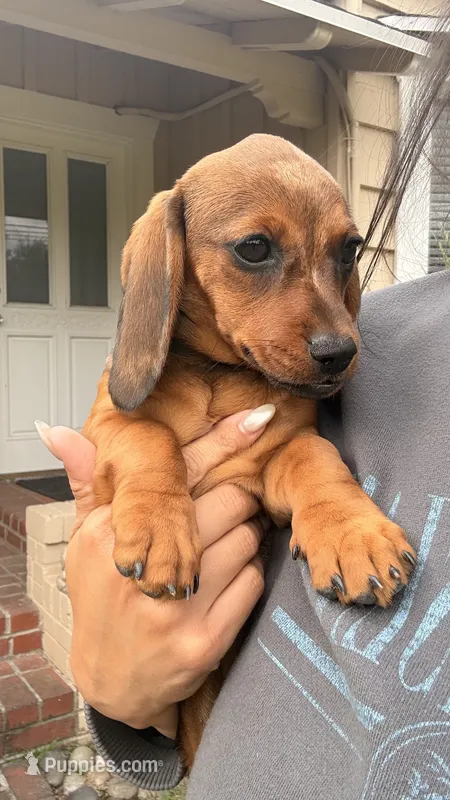 Red Brindle Female Short Haired  – Miniature Dachshund puppy for sale in Arcadia, CA