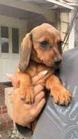 Red Brindle Female Short Haired , a female Miniature Dachshund for sale in Arcadia, CA – 1 of 1