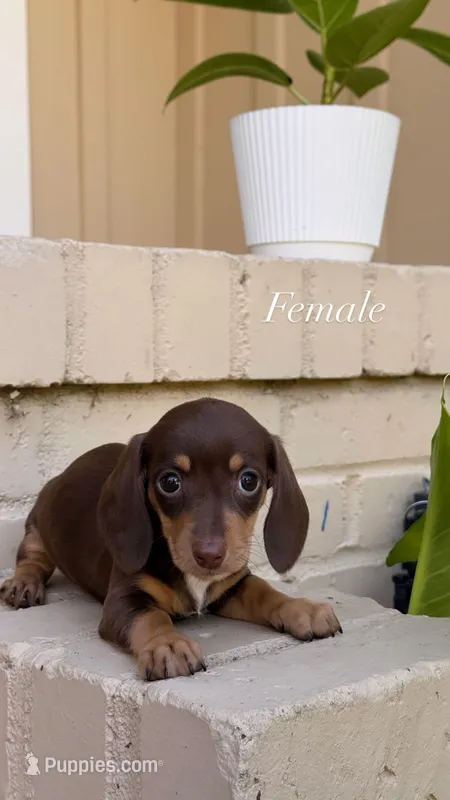 🩷Chocolate & Tan Female Short Haired Dachshund – Miniature Dachshund puppy for sale in Arcadia, CA