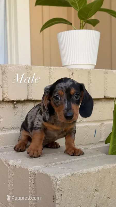 💙 Black Dapple Male Short Haired Dachshund – Miniature Dachshund puppy for sale in Arcadia, CA