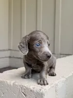 💙 Black Dapple Male , a male Miniature Dachshund for sale in Arcadia, CA – Photo 2 of 5