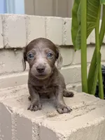 💙 Black Dapple Male , a male Miniature Dachshund for sale in Arcadia, CA – Photo 4 of 5