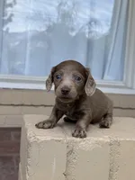 💙 Black Dapple Male , a male Miniature Dachshund for sale in Arcadia, CA – Photo 3 of 5