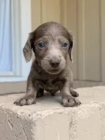 💙 Black Dapple Male , a male Miniature Dachshund for sale in Arcadia, CA – Photo 5 of 5