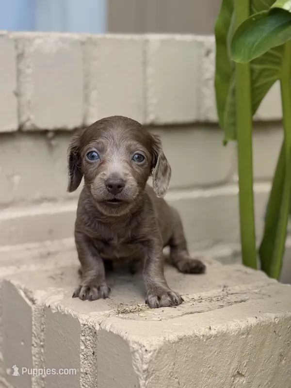 💙 Black Dapple Male  – Miniature Dachshund puppy for sale in Arcadia, CA