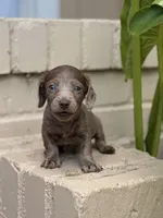 💙 Black Dapple Male , a male Miniature Dachshund for sale in Arcadia, CA – Photo 1 of 5