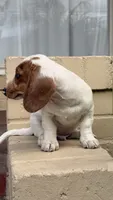 Red Piebald Male Short Haired Dachshund , a male Miniature Dachshund for sale in Arcadia, CA – 4 of 4