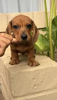 Red Dapple Female Short Haired , a female Miniature Dachshund for sale in Arcadia, CA – 2 of 5