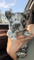 💙 Blue Merle Male Fluffy French Bulldog, a male French Bulldog for sale in Arcadia, CA – 3 of 3