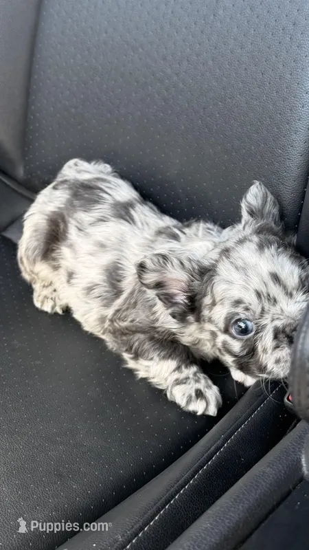 💙 Blue Merle Male Fluffy French Bulldog – French Bulldog puppy for sale in Arcadia, CA