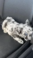 💙 Blue Merle Male Fluffy French Bulldog, a male French Bulldog for sale in Arcadia, CA – 1 of 3