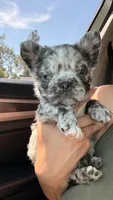 💙 Blue Merle Male Fluffy French Bulldog, a male French Bulldog for sale in Arcadia, CA – 2 of 3