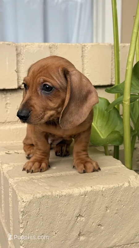 Red Dapple Female Short Haired  – Miniature Dachshund puppy for sale in Arcadia, CA